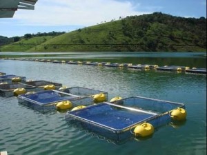 gaiolas para tilápias