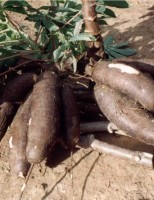 Duas sementes de mandioca adaptadas para o nordeste e principalmente a região do recôncavo baiano