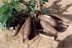 mandioca kiriris