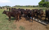 Mais tempo para o produtor de Pernambuco renovar o cadastro do rebanho