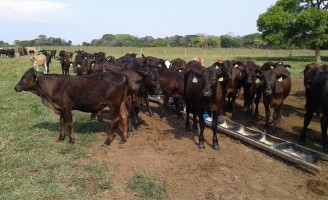Mais tempo para o produtor de Pernambuco renovar o cadastro do rebanho