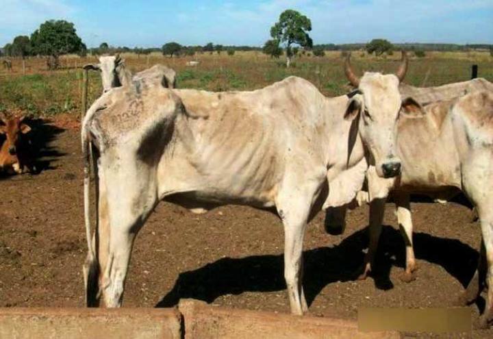 Doença silenciosa avança entre o rebanho brasileiro e preocupa criadores