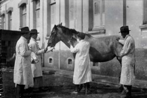 Vacina em cavalo