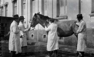 Alerta para os criadores de cavalos: começa a temporada de vacinação