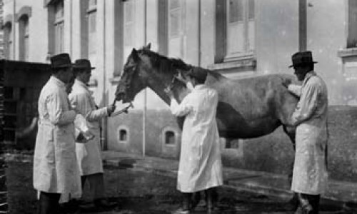 <h2><a href="https://nordesterural.com.br/alerta-para-os-criadores-de-cavalos-comeca-a-temporada-de-vacinacao/">Alerta para os criadores de cavalos: come&ccedil;a a temporada de vacina&ccedil;&atilde;o</a></h2>O protocolo de imuniza&ccedil;&atilde;o de cavalos deve ser realizado entre os meses de janeiro e fevereiro. A vacina&ccedil;&atilde;o adequada &eacute; uma ferramenta estrat&eacute;gica, que garante o bem-estar dos animais e