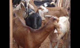 Cruzamento de cabras mestiças com animais puros resulta em animais adaptados ao semiárido