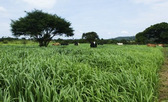 Uma técnica de inoculação que permite crescimento das proteínas do capim- braquiária