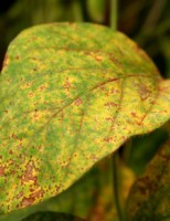 A chuva do início do ano pode trazer uma preocupação para os plantadores de soja