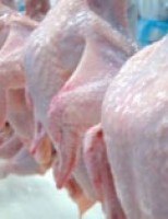 Cuidados com o abate do frango caipira pode elevar o valor da carne