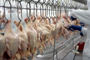 frango exportação