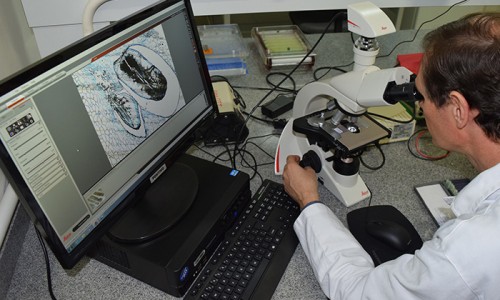 <h2><a href="https://nordesterural.com.br/o-gene-que-permite-ter-uva-sem-semente-foi-identificado-por-cientistas-brasileiros/">O gene que permite ter uva sem semente foi identificado por cientistas brasileiros</a></h2>Apesar da ampla aprecia&ccedil;&atilde;o das uvas de mesa sem sementes, que vem crescendo ano a ano, pouco se sabia sobre os mecanismos celulares e gen&eacute;ticos respons&aacute;veis pelo desenvolvimento delas. Os
