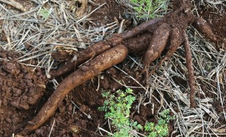 Pesquisadores estudam uma nova semente de mandioca que pode dar mais renda ao produtor