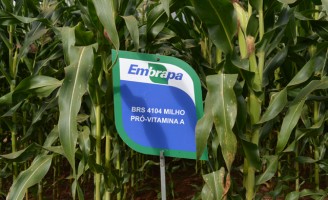 Uma semente de milho rico em vitaminas já está disponível para uso do agricultor