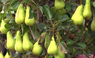 Sertão de Pernambuco já produz frutas que antes só eram adaptadas ao clima frio