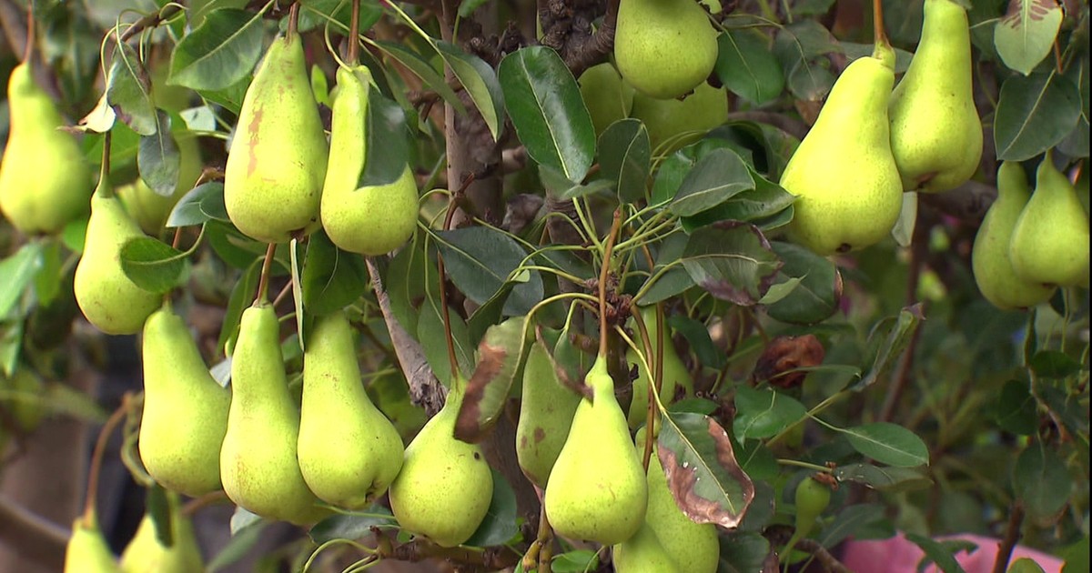 Sertão de Pernambuco já produz frutas que antes só eram adaptadas ao clima frio