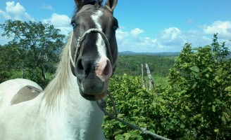 Criadores brasileiros estão preferindo reforçar os rebanhos com cavalos de origem nacional