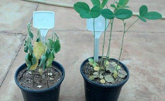 Bactérias podem ser usadas para dar resistência às plantas contra a seca