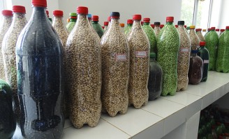 Fruticultura orgânica ganha bancos de sementes no nordeste
