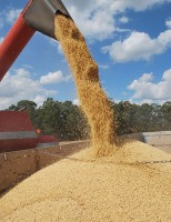 Produção de soja no Brasil cresce mais de 13% ao ano