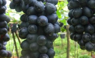 Uma cultivar de uva sem semente mais produtiva e que se adapta bem ao nordeste