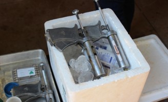 Dose da vacina contra aftosa vai ser reduzida para evitar reações alérgicas