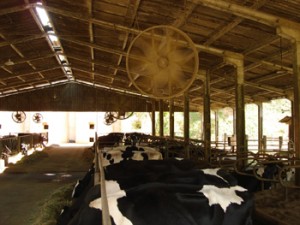 ventilador no curral