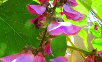 O solo do cerrado pode ser recuperado com uma planta leguminosa nativa