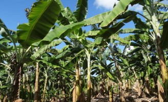 Sementes resistentes de bananeira ajudam a vencer as pragas que atacam a cultura