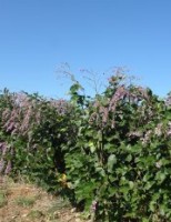Adubo verde in natura com aproveitamento de uma leguminosa do cerrado