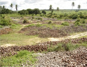 casca de coco verde