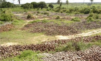 Casca de coco verde é um excelente adubo para as plantações de coqueiro