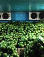 Revestimento especial favorece a exportação de coco verde do Brasil para a Europa