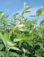 Recuperação natural das pastagens usando a leguminosa Guandu BRS Mandarim