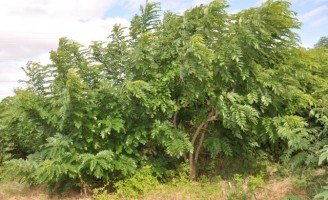 A plantação de milho pode ser mais produtiva em consórcio