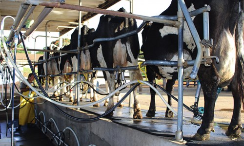 Investir em tecnologia sem esquecer a tradição é o segredo para o crescimento da produção de leite no Mato Grosso