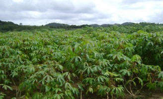Produzir manivas de mandioca em estufa é mais rápido para formar o plantio