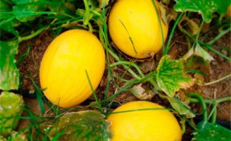 O que representa a produção do melão para o agronegócio brasileiro