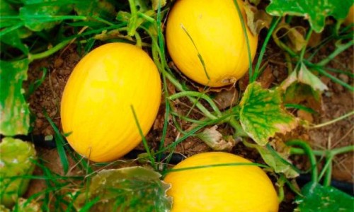 <h2><a href="https://nordesterural.com.br/o-que-representa-a-producao-do-melao-para-o-agronegocio-brasileiro/">O que representa a produ&ccedil;&atilde;o do mel&atilde;o para o agroneg&oacute;cio brasileiro</a></h2>Em 2016, a exporta&ccedil;&atilde;o mundial de mel&atilde;o ultrapassou 2,27 milh&otilde;es de toneladas e 1,44 bilh&atilde;o de euros, um recorde hist&oacute;rico, conforme mostram os dados da Divis&atilde;o de Estat&iacute;sticas do Departamento