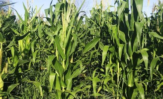 Menos custos para a produção de silo no semiárido