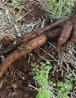 Uma semente de mandioca resistente à pragas e que se adapta bem ao nordeste