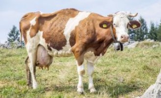Uma doença silenciosa que pode contaminar todo o rebanho bovino