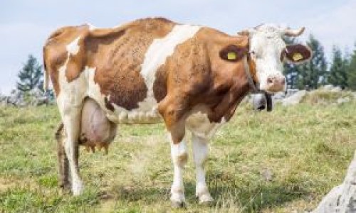 <h2><a href="https://nordesterural.com.br/uma-doenca-silenciosa-que-pode-contaminar-todo-o-rebanho-bovino/">Uma doen&ccedil;a silenciosa que pode contaminar todo o rebanho bovino</a></h2>&Eacute; a Tripanossomose, uma doen&ccedil;a sorrateira que se espalha silenciosamente pelo rebanho e traz uma s&eacute;rie de preju&iacute;zos para os produtores. Os sintomas s&atilde;o difusos, que podem ser associados a
