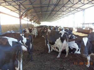 vacas de leite