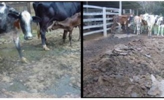 Orientações para o produtor fazer o controle da verminose bovina