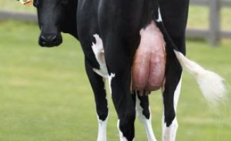 Um estímulo a produção leiteira é o cuidado com a saúde do úbere das vacas