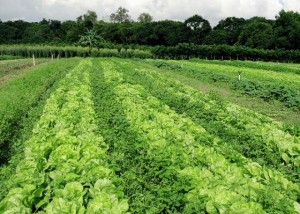 agricultura orgânica