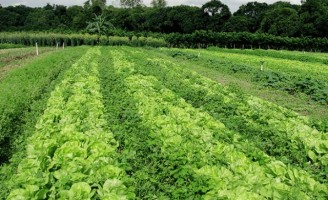 Agricultura orgânica é vantajosa para o produtor e para o consumidor