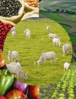 Mais uma vez a agropecuária ajuda no desempenho do PIB brasileiro