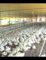 Ministro tranquiliza consumidores sobre risco de contaminação de aves