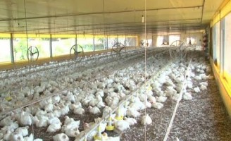 Ministro tranquiliza consumidores sobre risco de contaminação de aves